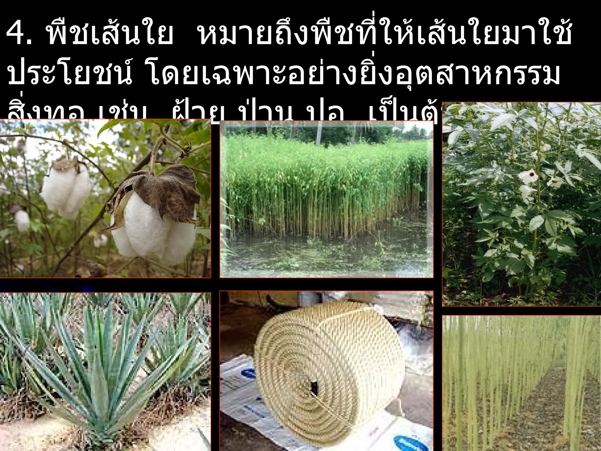 4. พืชเส้นใย หมายถึงพืชที่ให้เส้นใยมาใช้
ประโยชน์ โดยเฉพาะอย่างยิงอุตสาหกรรม
                         ่
สิงทอ เช่น ฝ้าย ป่าน ปอ เป็นต้น
  ่
 