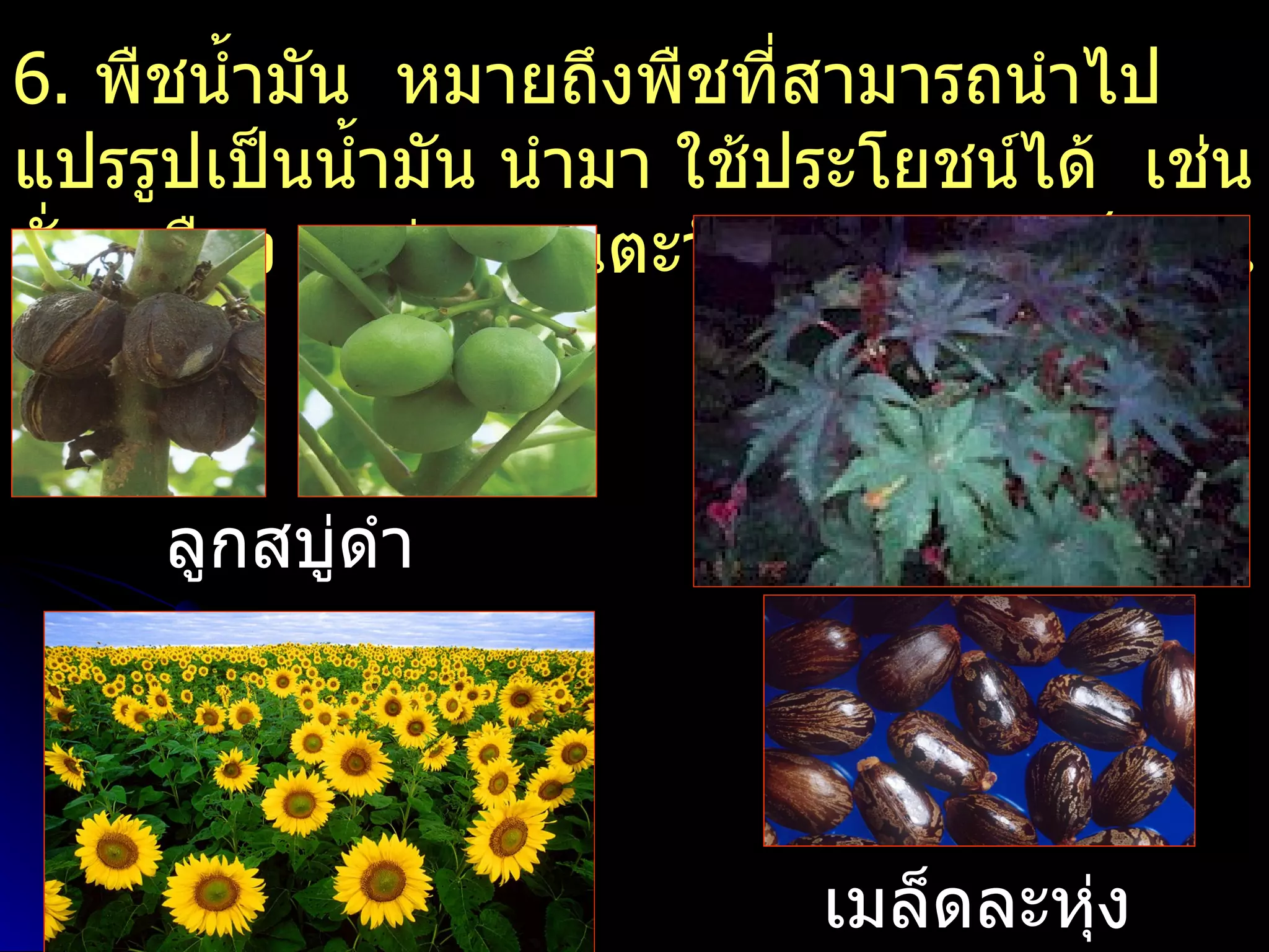 6. พืชนำ้ามัน หมายถึงพืชทีสามารถนำาไป
                            ่
แปรรูปเป็นนำ้ามัน นำามา ใช้ประโยชน์ได้ เช่น
ถั่วเหลือง ละหุง ทานตะวัน งา สบู่ดำา เป็นต้น
               ่



     ลูกสบู่ดำา




                            เมล็ดละหุ่ง
 