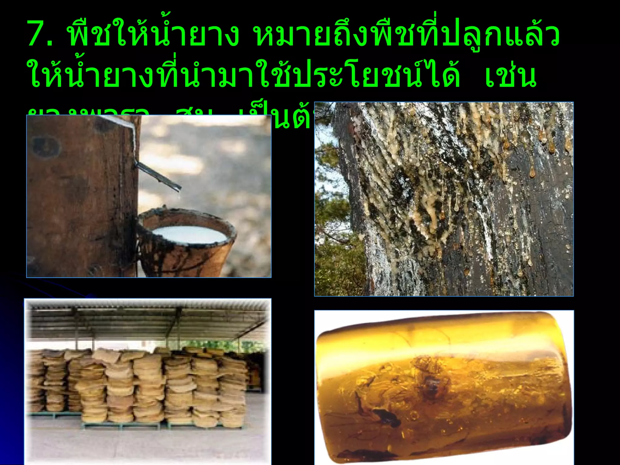 7. พืชให้นำ้ายาง หมายถึงพืชทีปลูกแล้ว
                              ่
ให้นำ้ายางที่นำามาใช้ประโยชน์ได้ เช่น
ยางพารา สน เป็นต้น
 