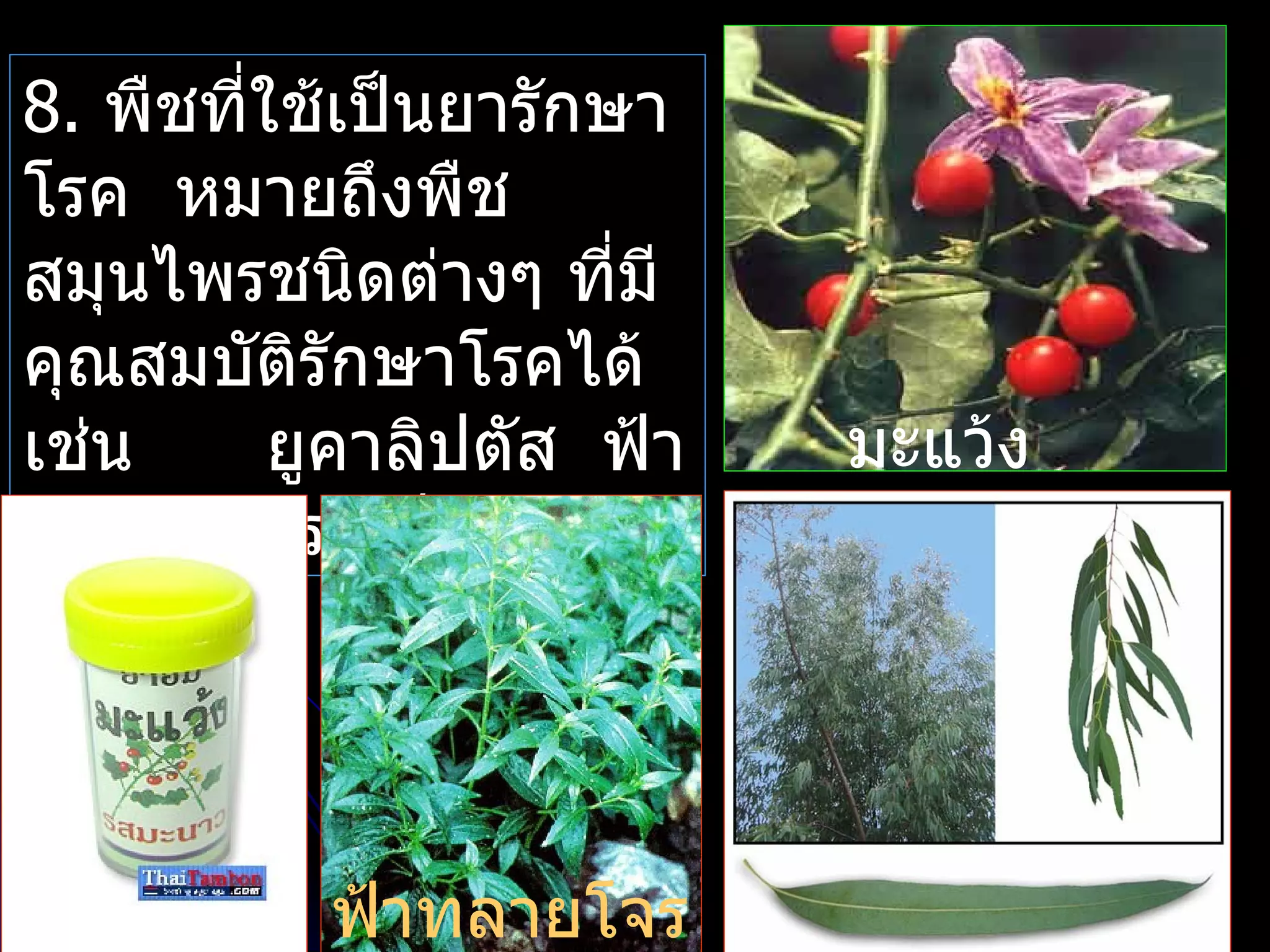 8. พืชที่ใช้เป็นยารักษา
โรค หมายถึงพืช
สมุนไพรชนิดต่างๆ ที่มี
คุณสมบัติรักษาโรคได้
เช่น      ยูคาลิปตัส ฟ้า   มะแว้ง
ทะลายโจร เป็นต้น




           ฟ้าทลายโจร
 