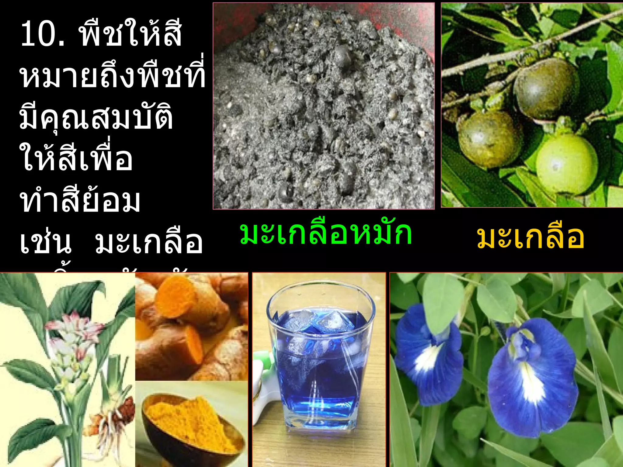 10. พืชให้สี
หมายถึงพืชที่
มีคุณสมบัติ
ให้สเพื่อ
     ี
ทำาสีย้อม
เช่น มะเกลือ มะเกลือหมัก   มะเกลือ
 ขมิ้น อัญชัน
 เป็นต้น
 
