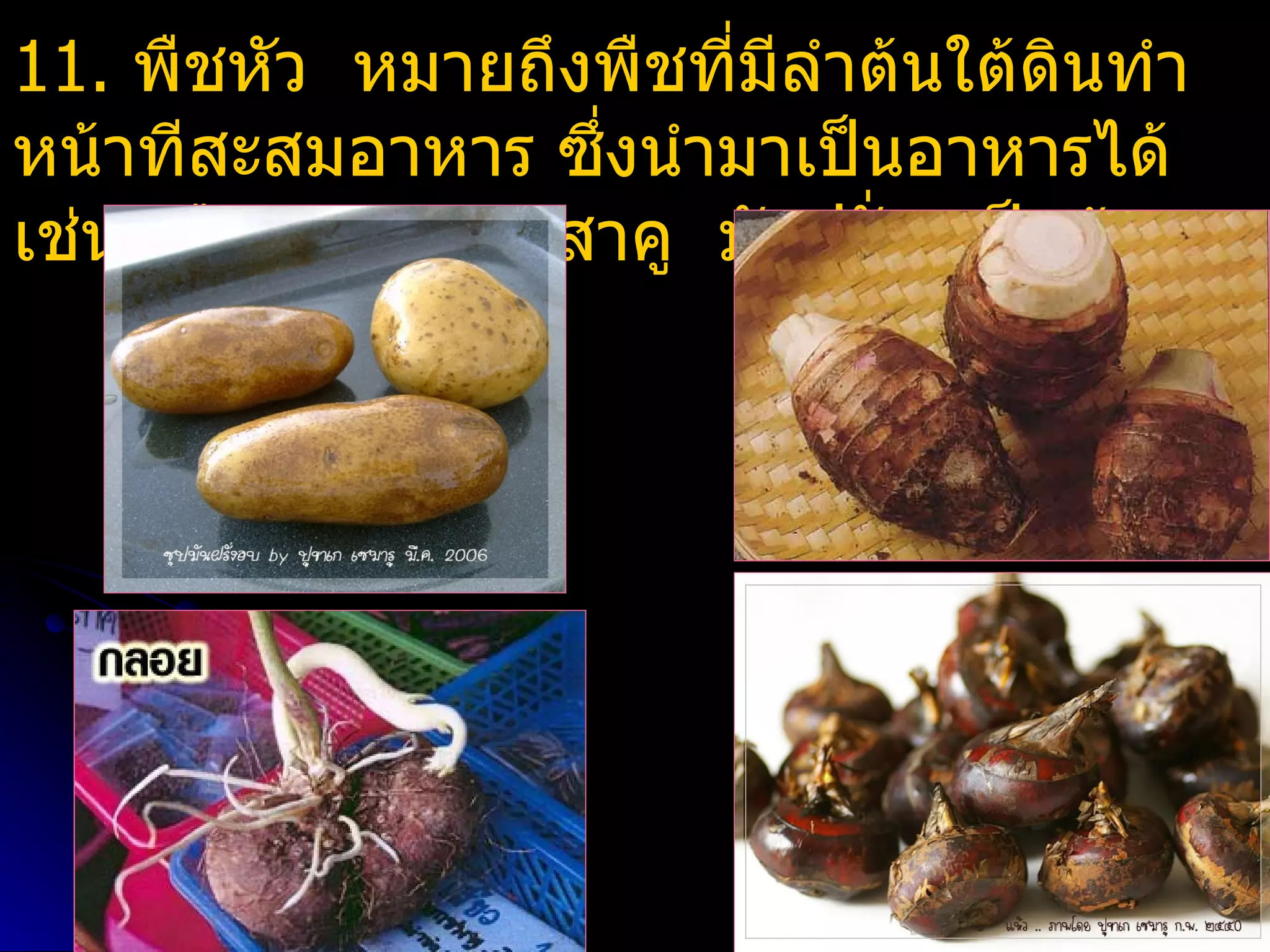 11. พืชหัว หมายถึงพืชที่มีลำาต้นใต้ดินทำา
หน้าทีสะสมอาหาร ซึ่งนำามาเป็นอาหารได้
เช่น เผือก กลอย สาคู มันฝรั่ง เป็นต้น
 