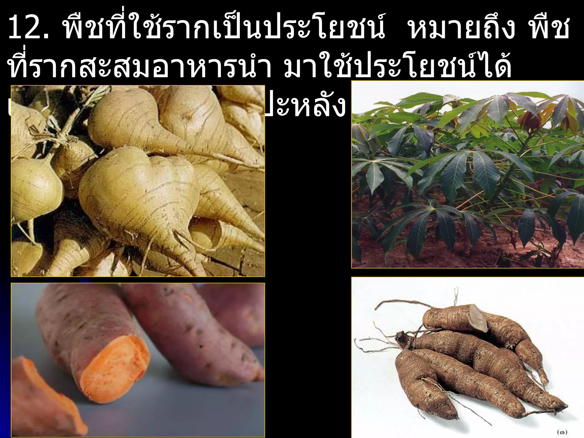 12. พืชทีใช้รากเป็นประโยชน์ หมายถึง พืช
         ่
ที่รากสะสมอาหารนำา มาใช้ประโยชน์ได้
เช่น มันเทศ มันสำาปะหลัง มันแกว เป็นต้น
 