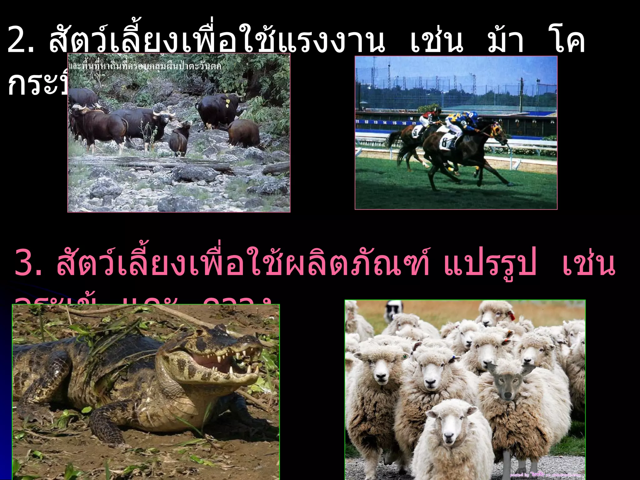 2. สัตว์เลี้ยงเพื่อใช้แรงงาน เช่น ม้า โค
กระบือ เป็นต้น




3. สัตว์เลี้ยงเพื่อใช้ผลิตภัณฑ์ แปรรูป เช่น
จระเข้ แกะ กวาง
 