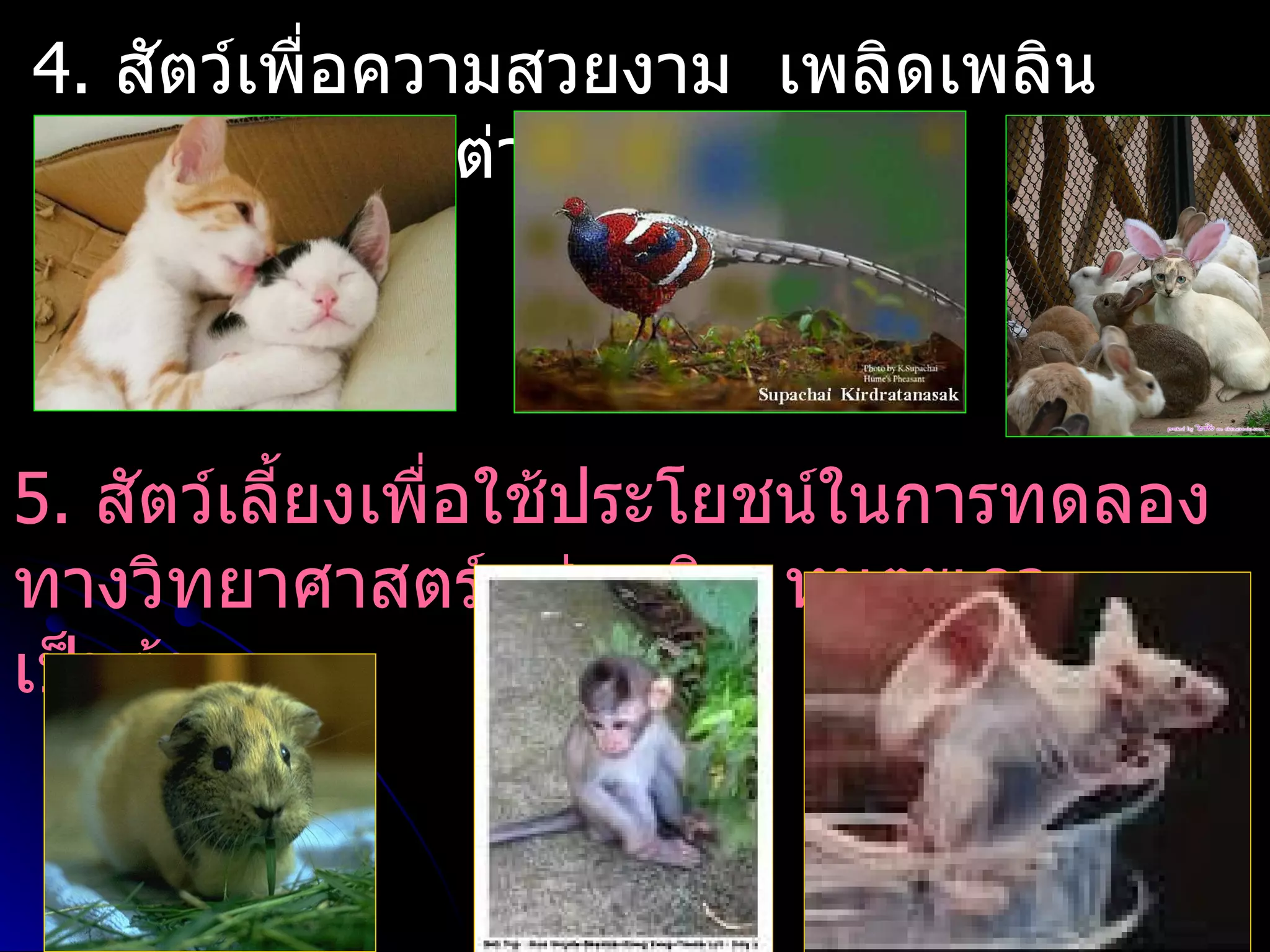 4. สัตว์เพื่อความสวยงาม เพลิดเพลิน
เช่น แมว กระต่าย ไก่ฟ้า



5. สัตว์เลี้ยงเพื่อใช้ประโยชน์ในการทดลอง
ทางวิทยาศาสตร์ เช่น ลิง หนูตะเภา
เป็นต้น
 