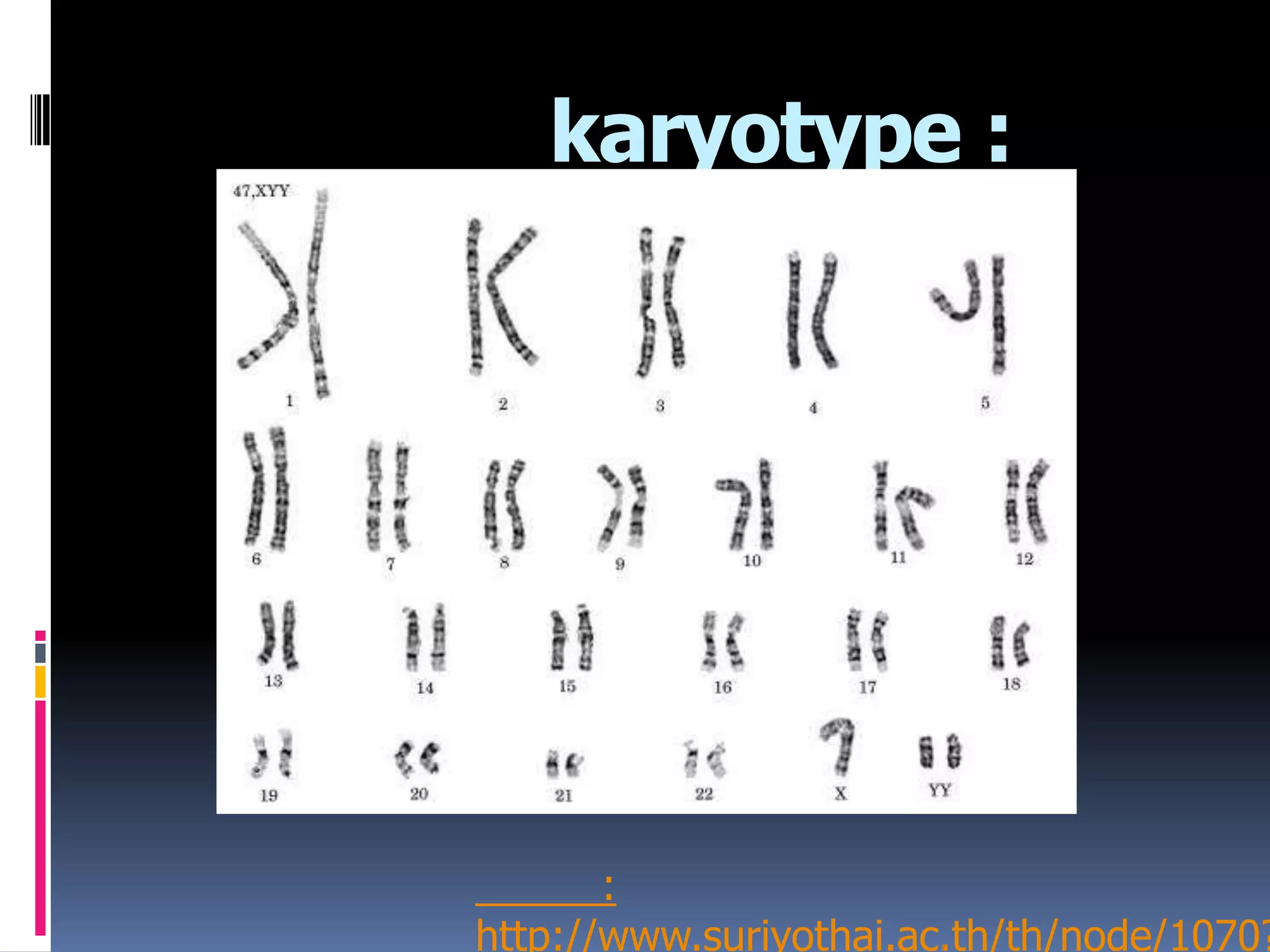 karyotype :
:
http://www.suriyothai.ac.th/th/node/1070?