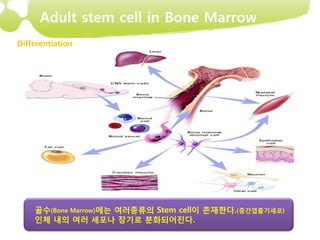 Adult stem cell in Bone Marrow
Differentiation




    골수(Bone Marrow)에는 여러종류의 Stem cell이 존재한다.(중간엽줄기세포)
    인체 내의 여러 세포나 장기로 분화되어진다.
 