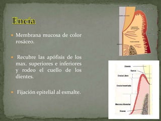  Membrana mucosa de color
  rosáceo.

 Recubre las apófisis de los
  max. superiores e inferiores
  y rodeo el cuello de los
  dientes.

 Fijación epitelial al esmalte.
 