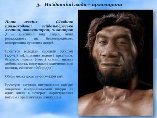 3. Найдавніші люди – архантропи


Homo      erectus     —     (Людина
прямоходяча:        гейдельбергська
людина, пітекантроп, синантроп
) — викопний вид людей, який
розглядають     як    безпосереднього
попередника сучасних людей.

Еректуси володіли середнім зростом
(1,5—1,8 м), прямою ходою і архаїчною
будовою черепа (товсті стінки, низька
лобова кістка, виступаючі надочноямкові
валики, скошене підборіддя).

Об'єм мозку досягав 900—1200 см3.

Еректуси активно виготовляли кам'яні
знаряддя використовували шкури як
одяг, жили в печерах, користувалися
вогнем і практикували канібалізм.
 