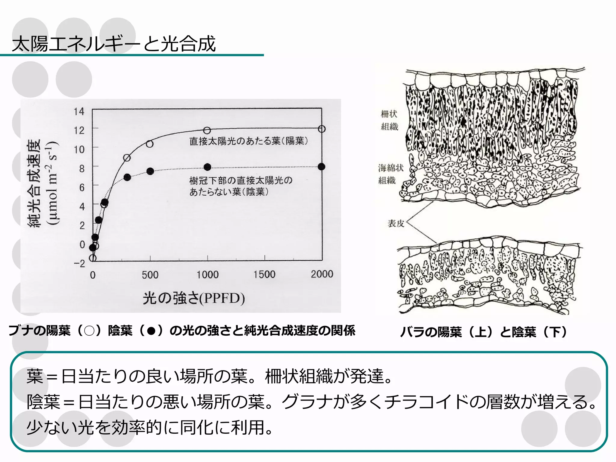 植物生理学 光合成１