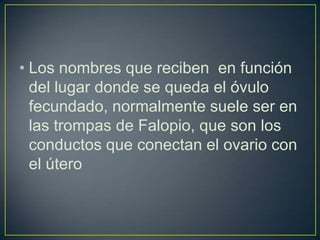 • Los nombres que reciben en función
  del lugar donde se queda el óvulo
  fecundado, normalmente suele ser en
  las trompas de Falopio, que son los
  conductos que conectan el ovario con
  el útero
 