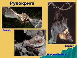 Рукокрилі




Вампір




                              Калонг


                 Нічниця велика
 