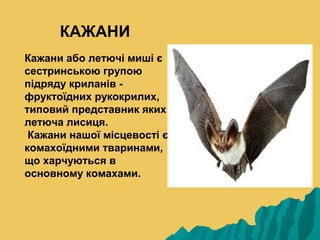 КАЖАНИ
Кажани або летючі миші є
сестринською групою
підряду криланів -
фруктоїдних рукокрилих,
типовий представник яких є
летюча лисиця.
 Кажани нашої місцевості є
комахоїдними тваринами,
що харчуються в
основному комахами.
 