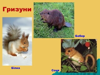 Гризуни



                 Бобер




  Білка
          Соня
 