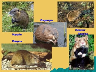 Ондатра


                   Лемінг
Нутрія              Хом’як

Пацюк
 