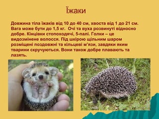 Їжаки
Довжина тіла їжаків від 10 до 40 см, хвоста від 1 до 21 см.
Вага може бути до 1,5 кг. Очі та вуха розвинуті відносно
добре. Кінцівки стопоходячі, 5-палі. Голки – це
видозмінене волосся. Під шкірою щільним шаром
розміщені поздовжні та кільцеві м’язи, завдяки яким
тварини скручуються. Вони також добре плавають та
лазять.
 