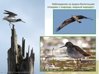 Наблюдения за водно-болотными
птицами с подхода, водный маршрут.
 