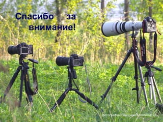 Спасибо за
  внимание!




              фотографии : Андриан Колотилин ©
 