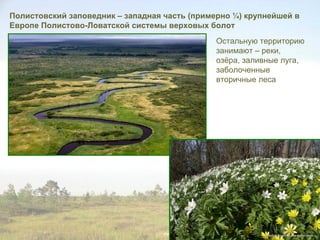 Полистовский заповедник – западная часть (примерно ¼) крупнейшей в
Европе Полистово-Ловатской системы верховых болот
                                               Остальную территорию
                                               занимают – реки,
                                               озёра, заливные луга,
                                               заболоченные
                                               вторичные леса
 