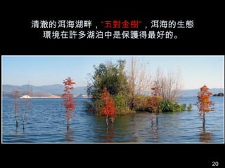 清澈的洱海湖畔，“五對金樹”，洱海的生態
 環境在許多湖泊中是保護得最好的。




                       20
 