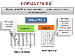 НОРМА РЕАКЦІЇ
 Норма реакції - це межа мінливості ознаки, що зумовлена
                     даним генотипом.

                                                    Приклади:
                        НОРМА РЕАКЦІЇ              ріст людини,
Приклади:
вага, колір                                           ступінь
 волосся                                             жирності
                   широка          вузька         молока у корів,
                                                  довжина вовни
                                                      у овець




                                  Норма реакції
              Норма реакції
 