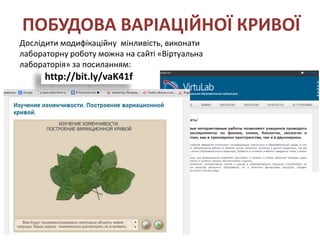 ПОБУДОВА ВАРІАЦІЙНОЇ КРИВОЇ
Дослідити модифікаційну мінливість, виконати
лабораторну роботу можна на сайті «Віртуальна
лабораторія» за посиланням:
      http://bit.ly/vaK41f
 