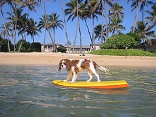 ÕPPURID, NENDE OSKUSED JA ÕPISTIILID ON  VÄGA ERINEVAD 8. oktoober 2008 Eesti Kunstiakadeemia 
