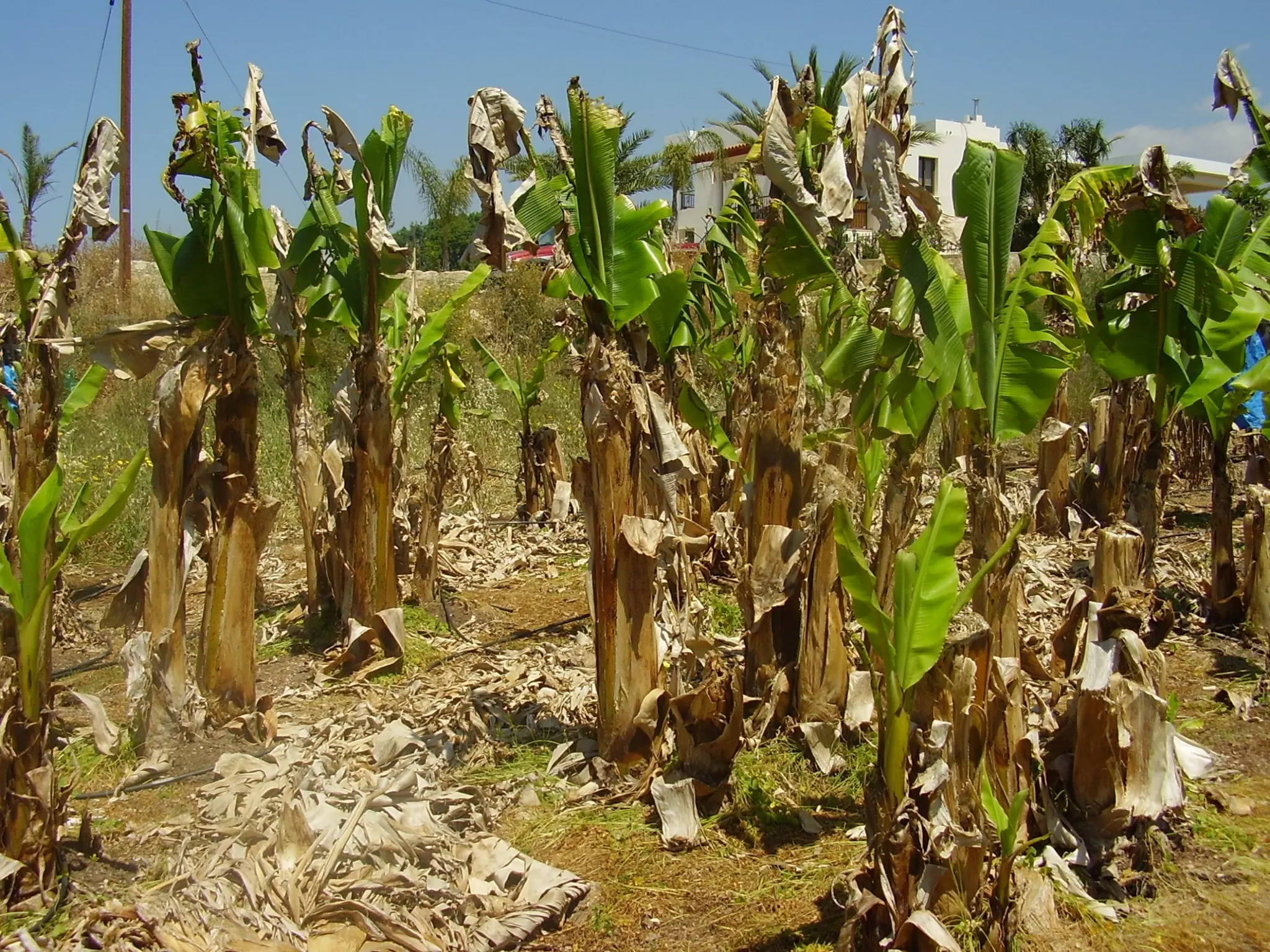 ΠΙΓΓΟΥΡΑΣ/PINGOURAS
 