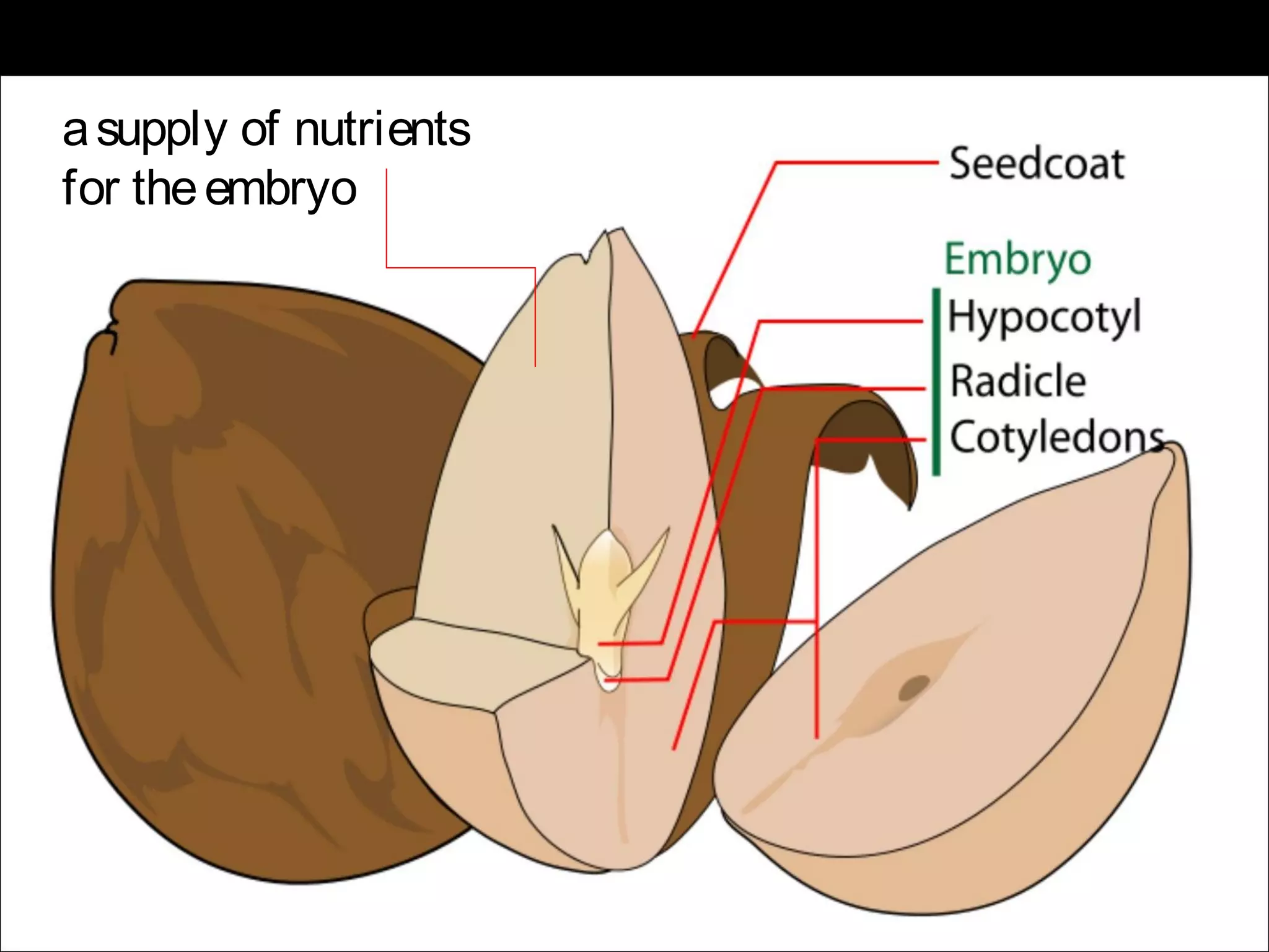 a supply of nutrients
for the embryo
 