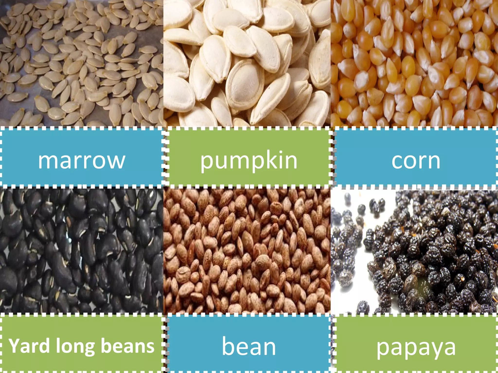 marrow
  marrow          pumpkin
                  pumpkin    corn
                             corn




Yard long beans
Yard long beans    bean
                   bean     papaya
                            papaya
 