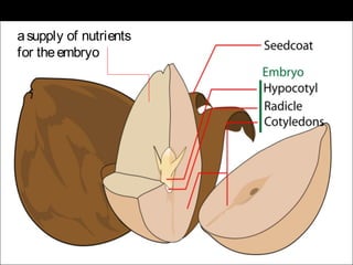 a supply of nutrients
for the embryo
 