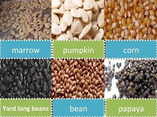 marrow
  marrow          pumpkin
                  pumpkin    corn
                             corn




Yard long beans
Yard long beans    bean
                   bean     papaya
                            papaya
 