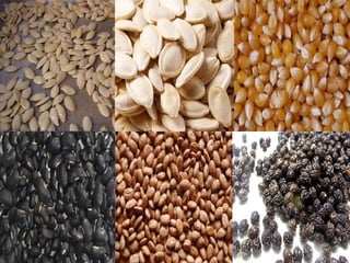 Yard long
  beans     papaya
 