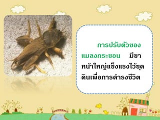 การปรับตัวของ
แมลงกระชอน มีขา
หน้าใหญ่แข็งแรงไว้ข ุด
ดินเพื่อการดารงชีวิต
 