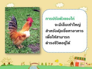 การปรับตัวของไก่
      จะมีเล็บเท้าใหญ่
สาหรับคยเขี่ยหาอาหาร
          ุ้
เพื่อให้สามารถ
ดารงชีวิตอยูได้
              ่
 