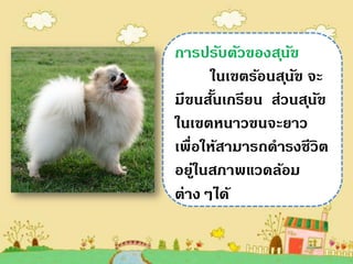 การปรับตัวของส ุนัข
      ในเขตร้อนส ุนัข จะ
มีขนสันเกรียน ส่วนส ุนัข
       ้
ในเขตหนาวขนจะยาว
เพื่อให้สามารถดารงชีวิต
อยูในสภาพแวดล้อม
    ่
ต่างๆได้
 