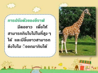 การปรับตัวของยีราฟ
     มีคอยาว เพื่อให้
สามารถกินใบไม้ในที่สงๆ
                     ู
ได้ และมีล้ ินยาวสามารถ
ดึงใบไม ้้ ออกมากินได้
 