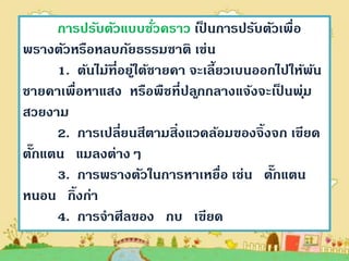การปรับตัวแบบชัวคราว เป็ นการปรับตัวเพื่อ
                        ่
พรางตัวหรือหลบภัยธรรมชาติ เช่น
     1. ต้นไม้ที่อยูใต้ชายคา จะเลี้ยวเบนออกไปให้พน
                   ่                               ้
ชายคาเพื่อหาแสง หรือพืชที่ปล ูกกลางแจ้งจะเป็ นพุ่ม
สวยงาม
     2. การเปลี่ยนสีตามสิ่งแวดล้อมของจิ้งจก เขียด
  ๊
ตักแตน แมลงต่างๆ
     3. การพรางตัวในการหาเหยือ เช่น ตักแตน
                                    ่      ๊
หนอน กิ้งก่า
     4. การจาศีลของ กบ เขียด
 