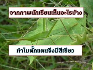 จากภาพȨกเรียน๶ห็Ȩะไรบ้าง



        ๊
  ทาไมตักแตนจึงมีสเขียว
                  ี
 