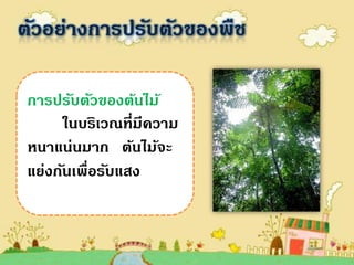ตัวอย่างการปรับตัวของพืช

 การปรับตัวของต้นไม้
       ในบริเวณที่มีความ
 หนาแน่นมาก ต้นไม้จะ
 แย่งกันเพื่อรับแสง
 