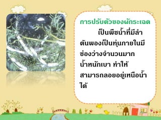 การปรับตัวของผักระ๶ฉด
       เปนพืชน้าที่มีลา
         ็
ต้นพองเปนทนภายในมี
           ็ ุ่
ช่องว่างจานวนมาก
น้าหนักเบา ทาให้
สามารถลอยอยูเหนือน้า
                ่
ได้
 