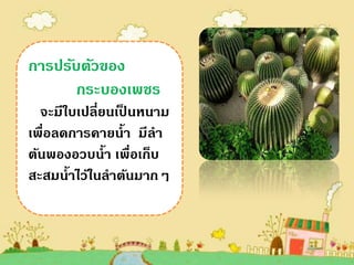 การปรับตัวของ
       กระบองเพชร
  จะมีใบเปลี่ยนเป็ นหนาม
เพื่อลดการคายน้า มีลา
ต้นพองอวบน้า เพื่อเก็บ
สะสมน้าไว้ในลาต้นมากๆ
 