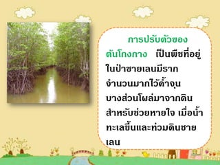 การปรับตัวของ
ต้นโกงกาง เปนพืชที่อยู่
              ็
ในปาชายเลนมีราก
   ่
จานวนมากไว้ค้าจุน
บางส่วนโผล่มาจากดิน
สาหรับช่วยหายใจ เมื่อน้า
ทะเลขึ้นและท่วมดินชาย
เลน
 