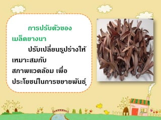 การปรับตัวของ
เมล็ดยางนา
     ปรับเปลี่ยนร ูปร่างให้
เหมาะสมกับ
สภาพแวดล้อม เพื่อ
ประโยชน์ในการขยายพันธ์ ุ
 