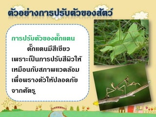 ตัวอย่างการปรับตัวของสัตว์

                 ๊
การปรับตัวของตักแตน
        ๊
      ตักแตนมีสีเขียว
เพราะเปนการปรับสีผิวให้
          ็
เหมือนกับสภาพแวดล้อม
เพื่อพรางตัวให้ปลอดภัย
จากศัตรู
 