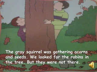 The gray squirrel was gathering acorns
and seeds. We looked for the robins in
the tree. But they were not there.
 