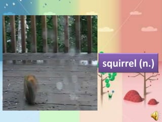 squirrel (n.)
 