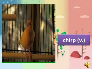 chirp (v.)
 