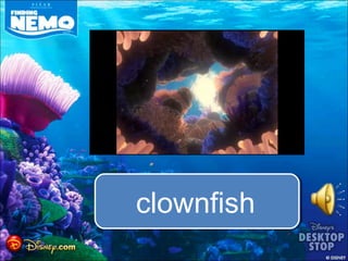 clownfish
 
