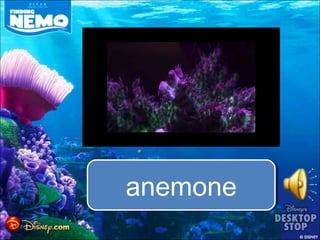 anemone
 
